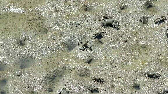 在泥滩上觅食的小螃蟹
