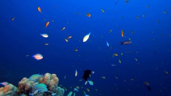 热带海底礁石