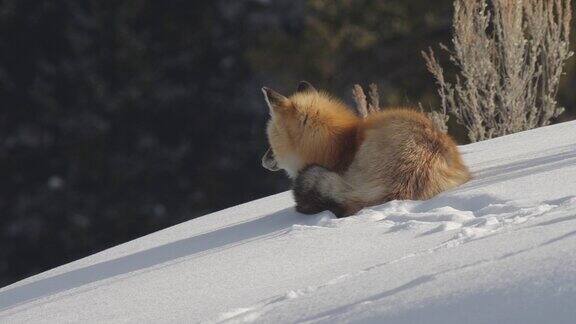 高大的红狐坐在黄石公园的冬雪上
