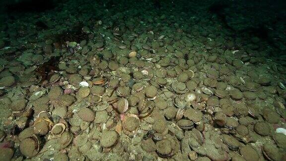 堪察加半岛海床下的海扇贝和蟹