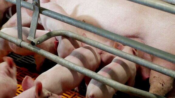 工业化养猪场里的小猪