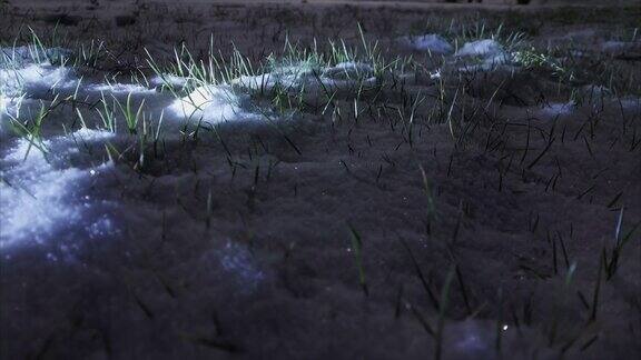 在一个下雪的夜晚绿草被雪覆盖着特写镜头新年前夜