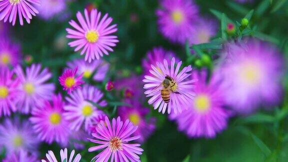 野雏菊与蜜蜂