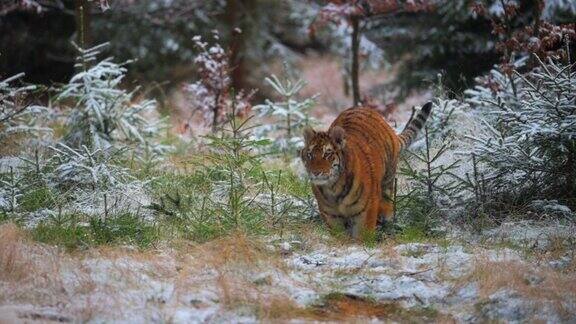 冬季在森林中生活的雌性东北虎缓慢的运动野生大猫在它的自然栖息地