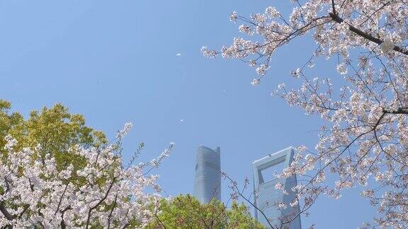 樱花在樱花树枝上盛开樱花花瓣在微风中落下如雨点般的蓝天和上海地标背景美丽的风景4K电影慢镜头