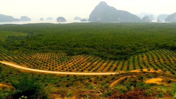 从上面可以看到成行的油棕榈种植园热带景观