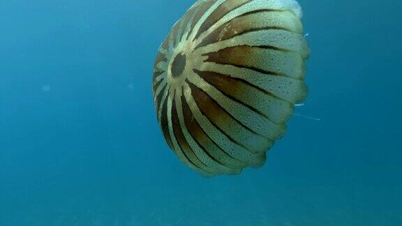 近景罗盘水母(Chrysaorahysoscella)游泳在蓝色的水在阳光亚得里