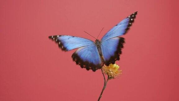 蓝色大闪蝶在粉红色的背景上