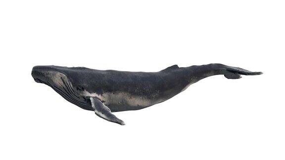 游动的蓝鲸孤立在白色背景上逼真的3d数字动画