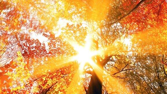 秋天森林中的树叶在夕阳的背景上