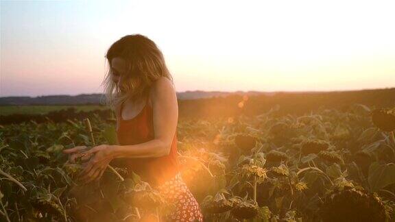 日落时分女孩在向日葵地里欣赏