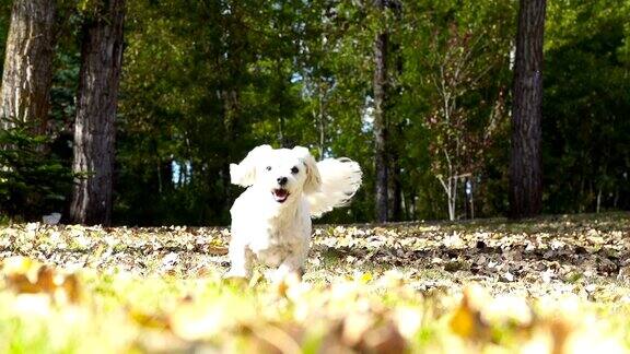 小白狗在秋叶间慢镜头奔跑