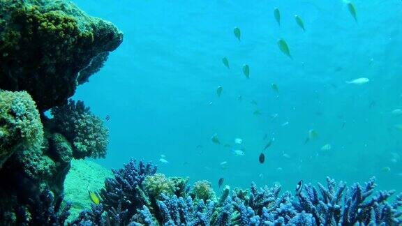 活泼的珊瑚礁充满了生命