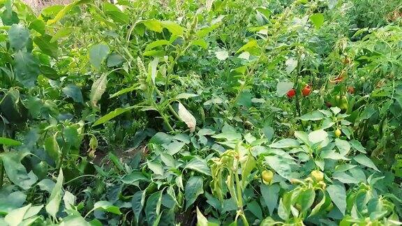有机辣椒生长在花园里