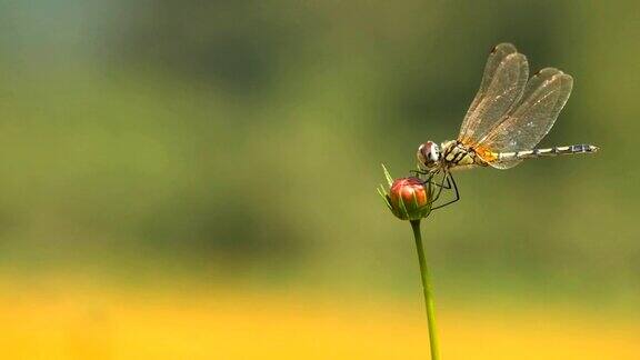 花园里的宇宙花上的蜻蜓