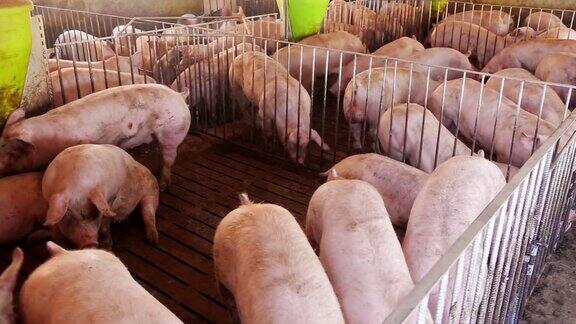 肉类农场的猪肉
