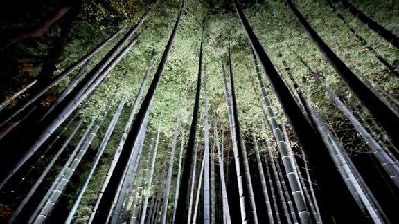 日本京都夜晚的4k竹林