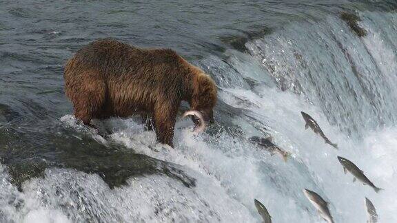 棕熊在阿拉斯加卡特迈国家公园的布鲁克斯瀑布捕捉红鲑-慢动作