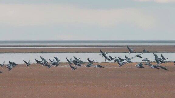 一群鸟飞向空中视频风景如画的沼泽地形小湖泊枯草和一群鸭子开始飞翔