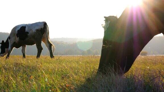 农场里的奶牛在草地上吃草