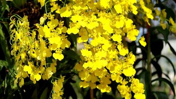黄色金蝶兰属植物兰花
