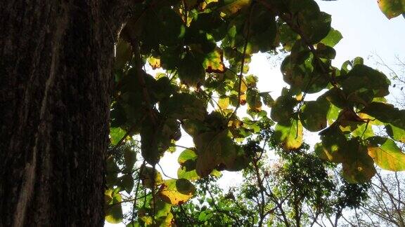 柚木树与阳光的低角度视图
