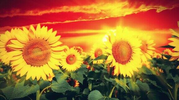 盛开的向日葵在夕阳的背景