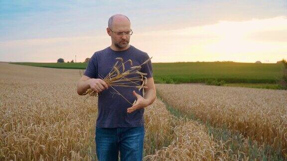 夕阳下金黄的麦田里的农学家农夫男人看成熟的耳朵