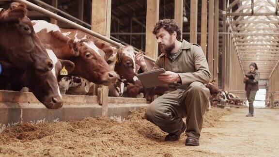 男子检查牛饲料质量