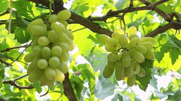 优质葡萄的收获和葡萄酒生产