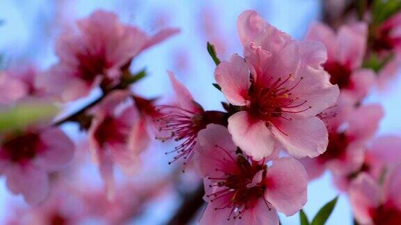 粉红色的桃花在春天的花园里盛开