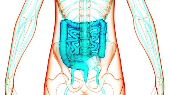 人体消化系统大小肠解剖动画概念