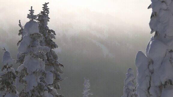 雪花落在阳光下霜冻的树木之间雪花从有冬季森林的山坡上冒出来风吹动树枝暴风雪使冷杉披上了一层霜