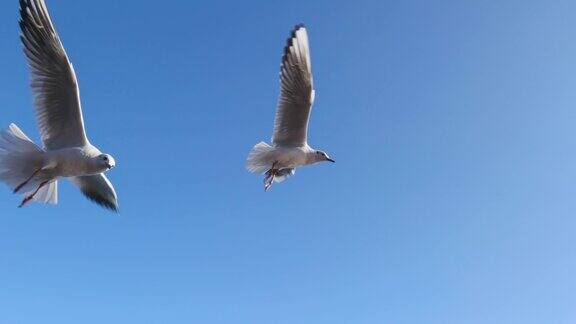 海鸥在蓝天下飞翔