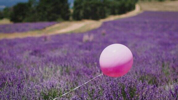 粉红色的氦气球在薰衣草花上摆动