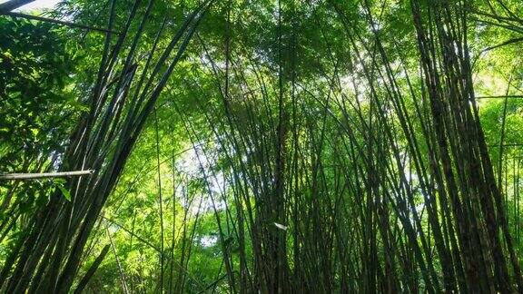 低角度的竹叶摇摆在森林的风时间流逝视频