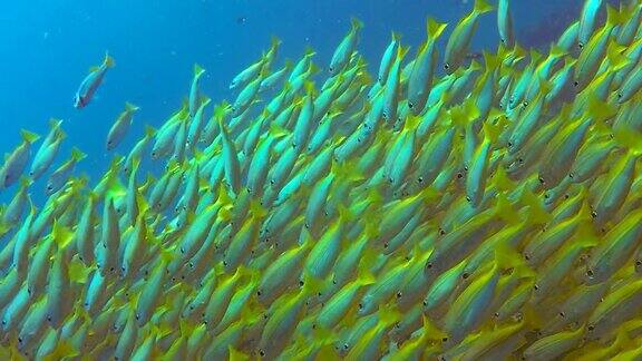 大眼鲷鱼群比达诺安达曼海甲米泰国