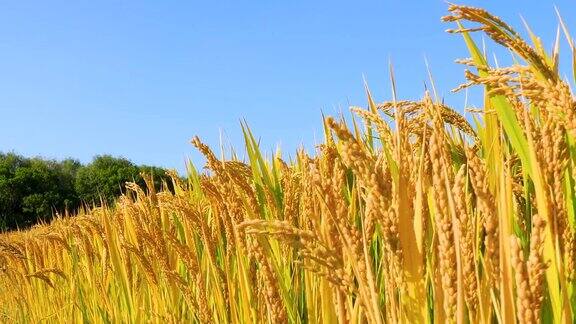成熟的稻子在农村的农场里秋收的季节