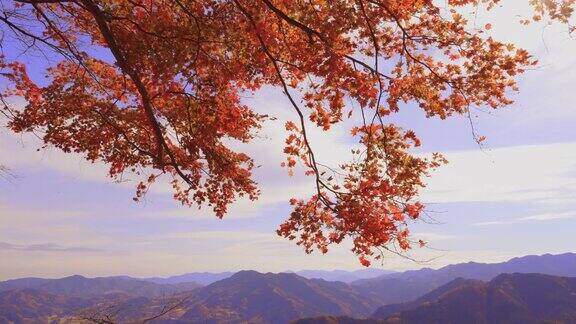 枫树的秋叶在风中摇曳