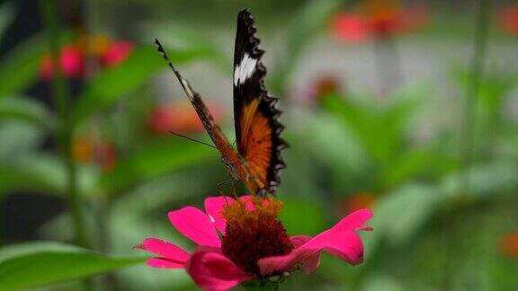 黑色和橙色的蝴蝶飞离粉红色的花后喂食慢动作