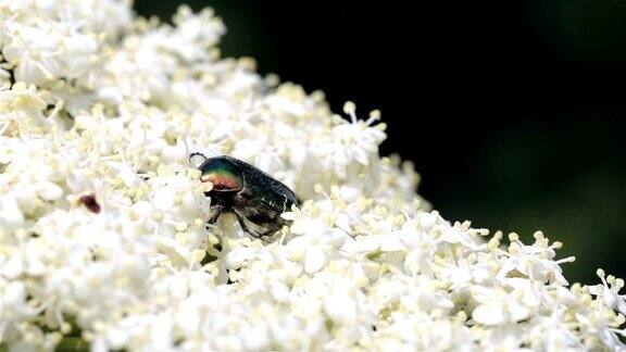 甲壳虫在一朵白花上