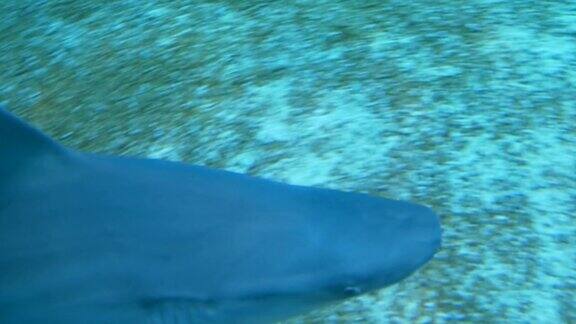 沙洲鲨