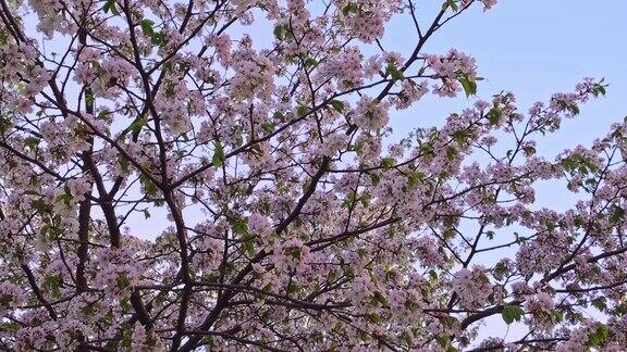 樱花在清澈的蓝天下绽放