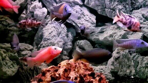 水族馆里的鱼