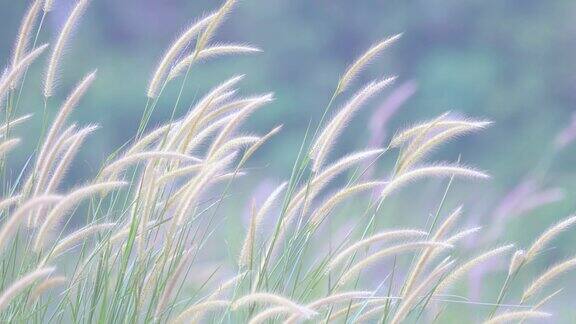 4k特写鲜花草夏天的景象芦苇在风中挥舞非常阳光