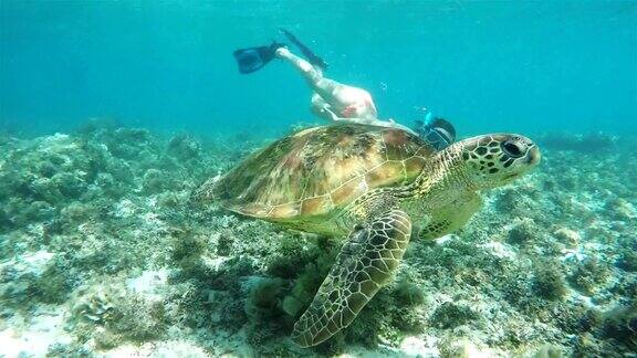 和海龟一起浮潜