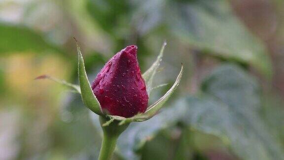 一枝红玫瑰