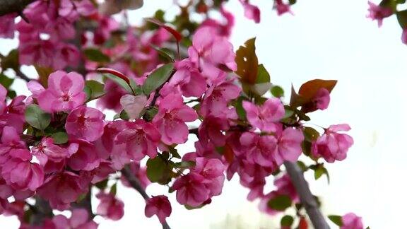 枝上有粉红色的海棠花选择性集中