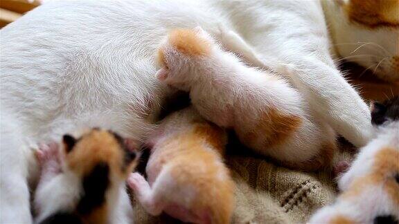 刚出生的小猫正在喝妈妈的奶
