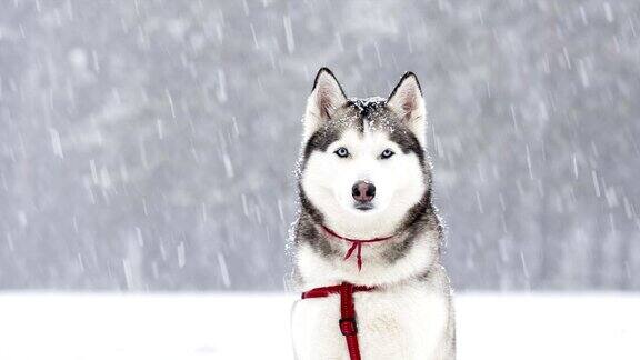 西伯利亚哈士奇在冬天的一场雪中漫步